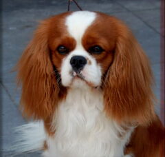 Foto 3 van Nelly's Cavaliers