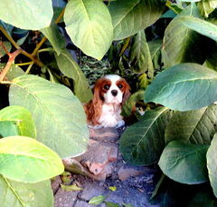 Foto 4 van Nelly's Cavaliers