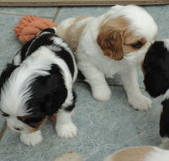 Foto 5 van Nelly's Cavaliers