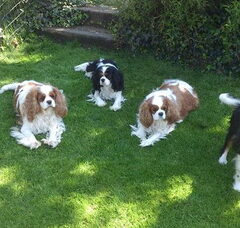 Foto 6 van Nelly's Cavaliers
