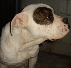 Foto 2 van de pups