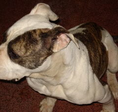 Foto 3 van de pups