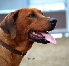 Foto 3 van de pups