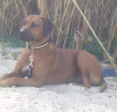 Foto 4 van de pups