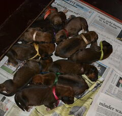 Foto 5 van de pups