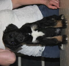 Foto 2 van de pups