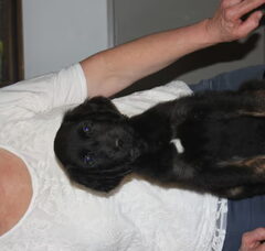 Foto 3 van de pups