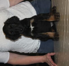 Foto 4 van de pups