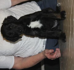 Foto 5 van de pups