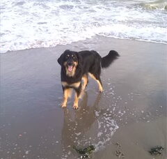 Foto 2 van Hovawart kennel UIT DE GROETPOLDER