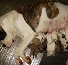 Foto 4 van de pups