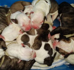 Foto 5 van de pups