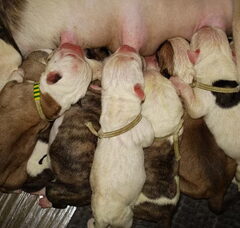 Foto 6 van de pups