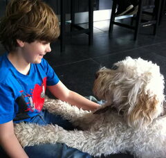 Foto 4 van Australian labradoodles Dog Sweet Dog