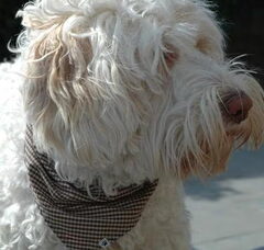 Foto 5 van Australian labradoodles Dog Sweet Dog
