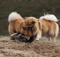 Foto 2 van Sældarlífs, IJslandse Honden
