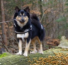 Foto 3 van Sældarlífs, IJslandse Honden