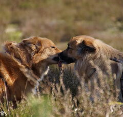 Foto 4 van Sældarlífs, IJslandse Honden