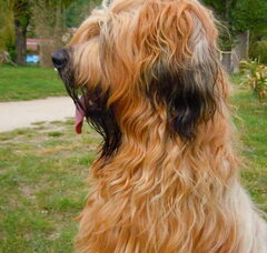 Foto 6 van Briards du Rêve Lourd d'Été