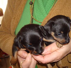 Foto 2 van de pups