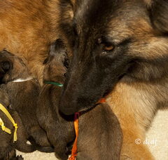 Foto 2 van de pups