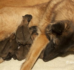 Foto 3 van de pups