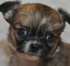 Foto 2 van de pups