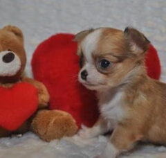 Foto 3 van de pups