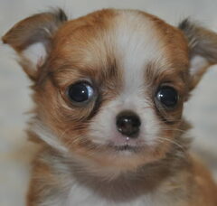 Foto 4 van de pups
