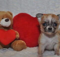 Foto 5 van de pups