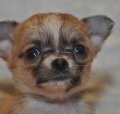 Foto 6 van de pups