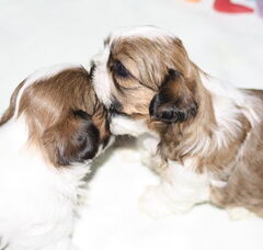 Foto 2 van de pups