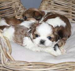 Foto 3 van de pups