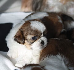 Foto 4 van de pups