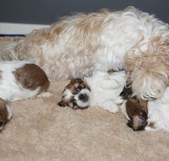 Foto 5 van de pups