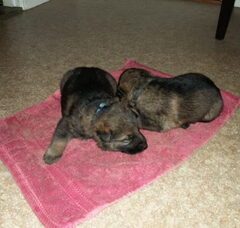 Foto 2 van de pups