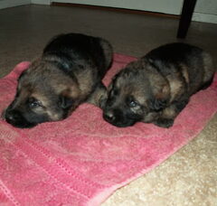 Foto 3 van de pups