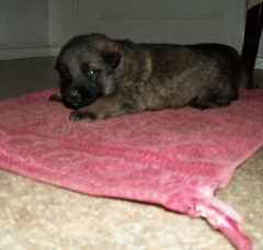 Foto 4 van de pups
