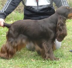 Foto 2 van de pups