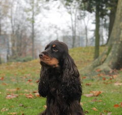 Foto 3 van de pups