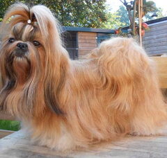 Foto 2 van Amarantha's Shih Tzu