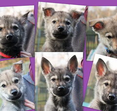 Foto 4 van de pups