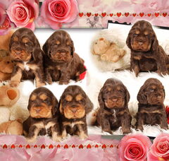 Foto 2 van de pups