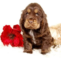 Foto 4 van de pups