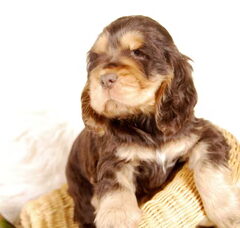 Foto 5 van de pups