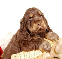 Foto 6 van de pups