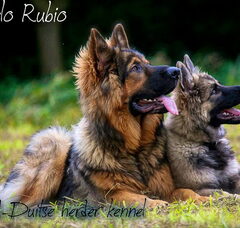Foto 2 van El Pelo Rubio Oud Duitse herder kennel