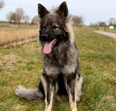 Foto 3 van El Pelo Rubio Oud Duitse herder kennel