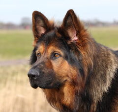 Foto 4 van El Pelo Rubio Oud Duitse herder kennel