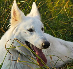 Foto 2 van de pups